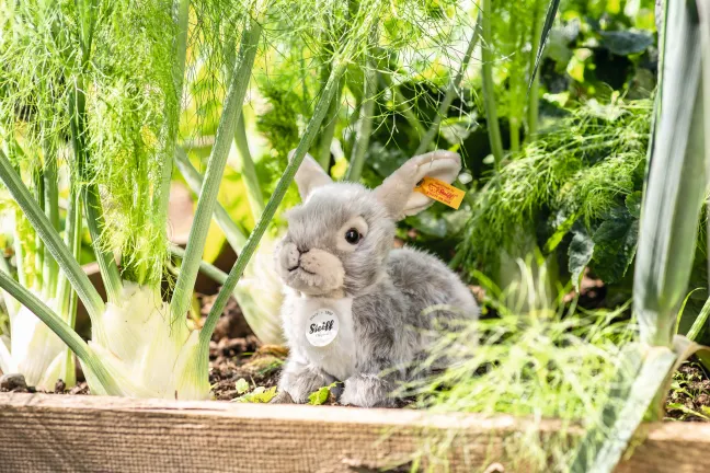 Steiff Dormili Hase 21cm 67488