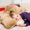Steiff Mocky Nilpferd 80cm graubraun liegend